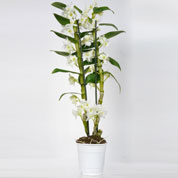 Orchidée bambou - Blanche
